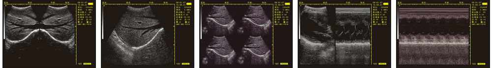 V-20掌上B型超聲診斷儀(動物版)一流的數(shù)字成像技術(shù)，圖像更清晰